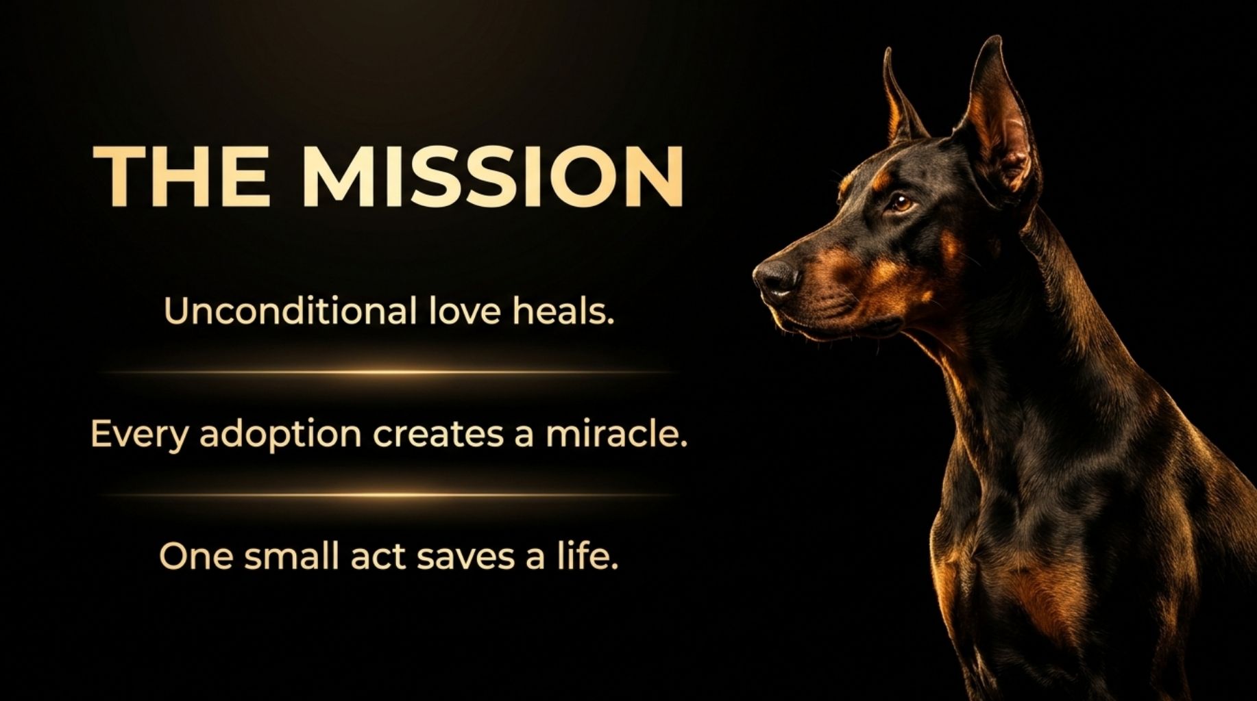 The Mission to save a million dogs