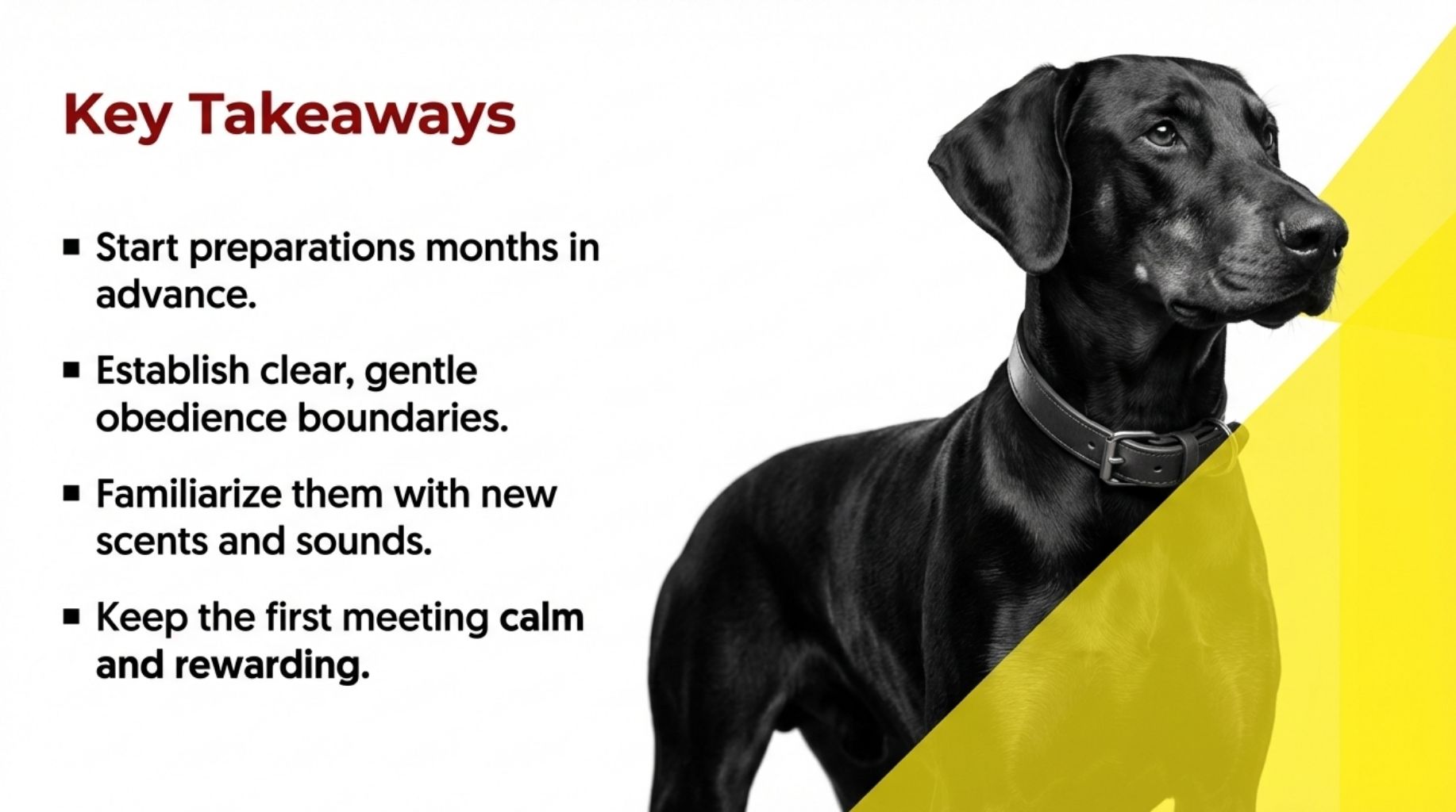 key takeaways about How To Prepare Your Dog To Meet The New Baby