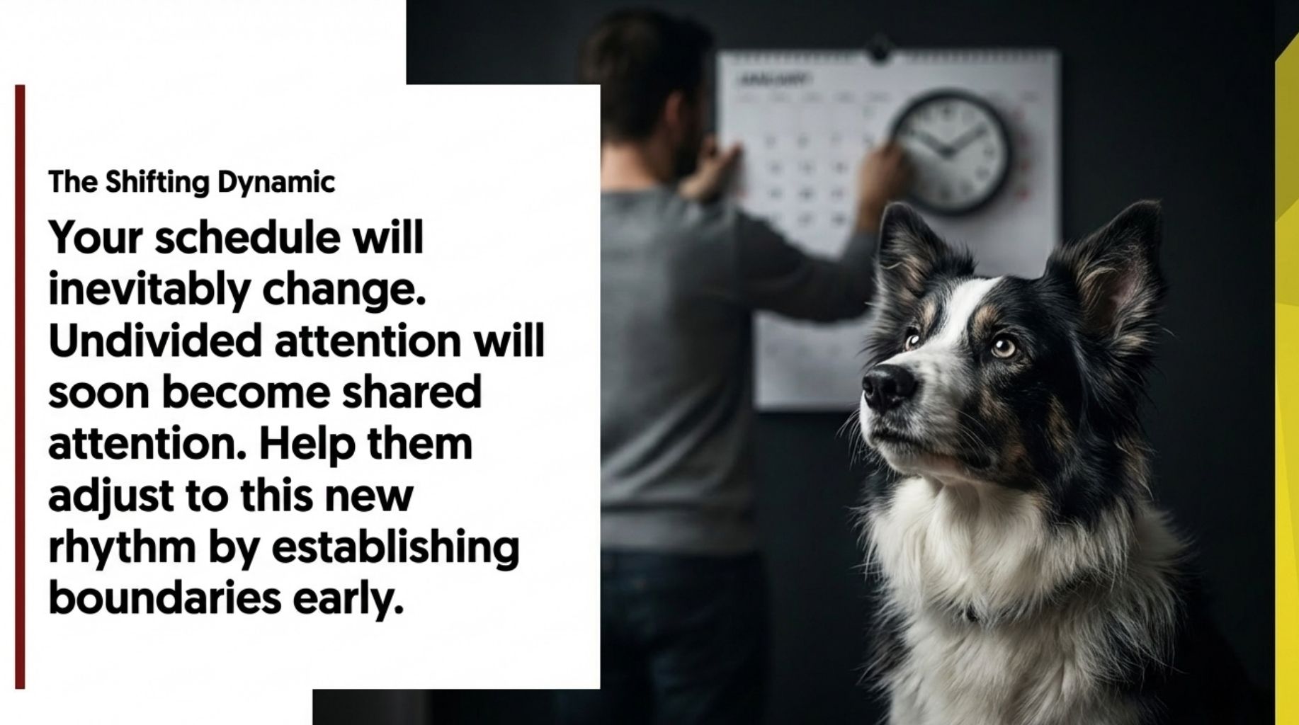 the shifting dynamic when dog meet the baby