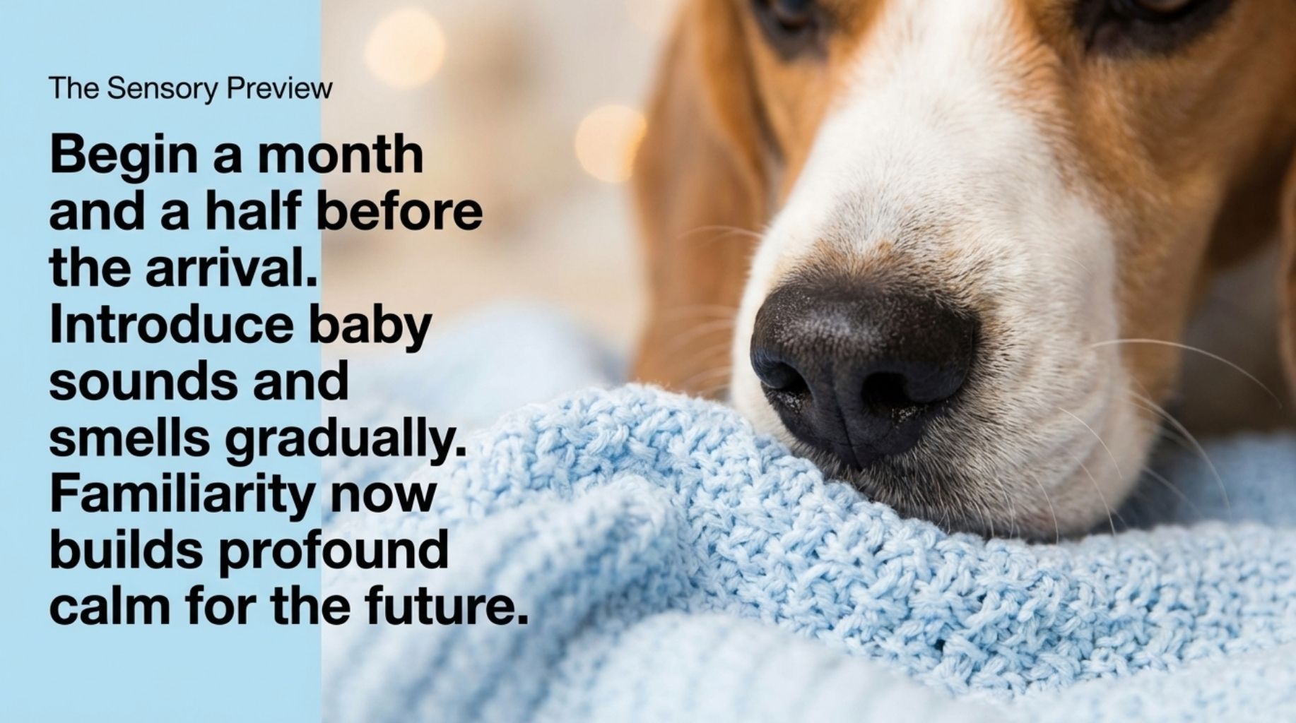 the sensory preview before your dog meets the baby