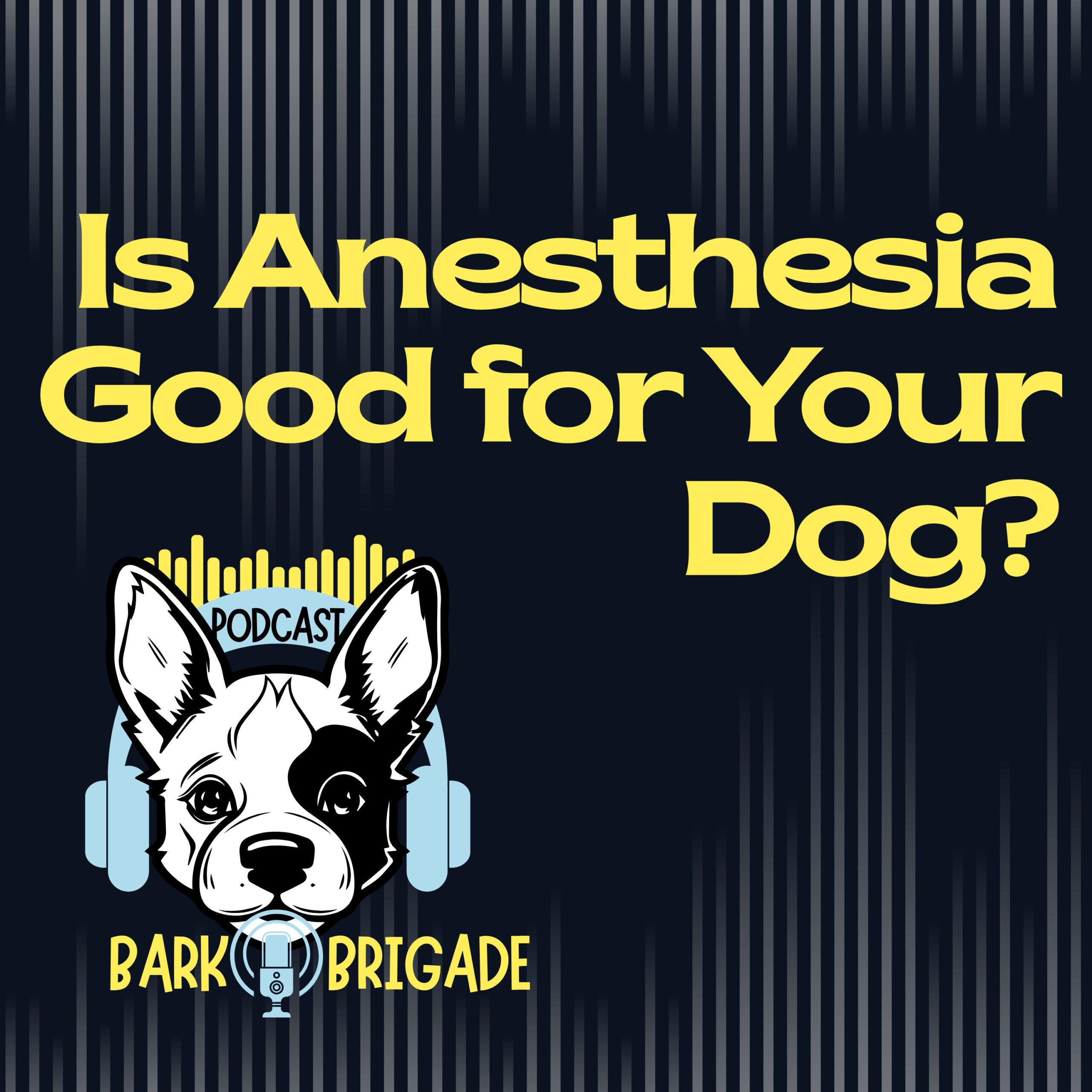 is anesthesia good for your dog podcast episode
