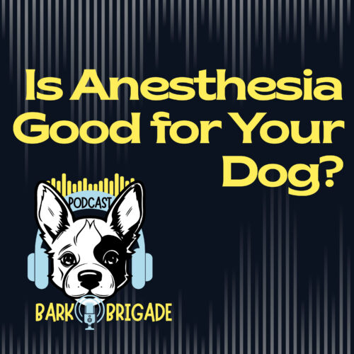 is anesthesia good for your dog