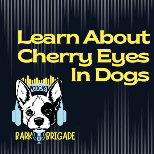 What is Cherry Eye in Dogs?