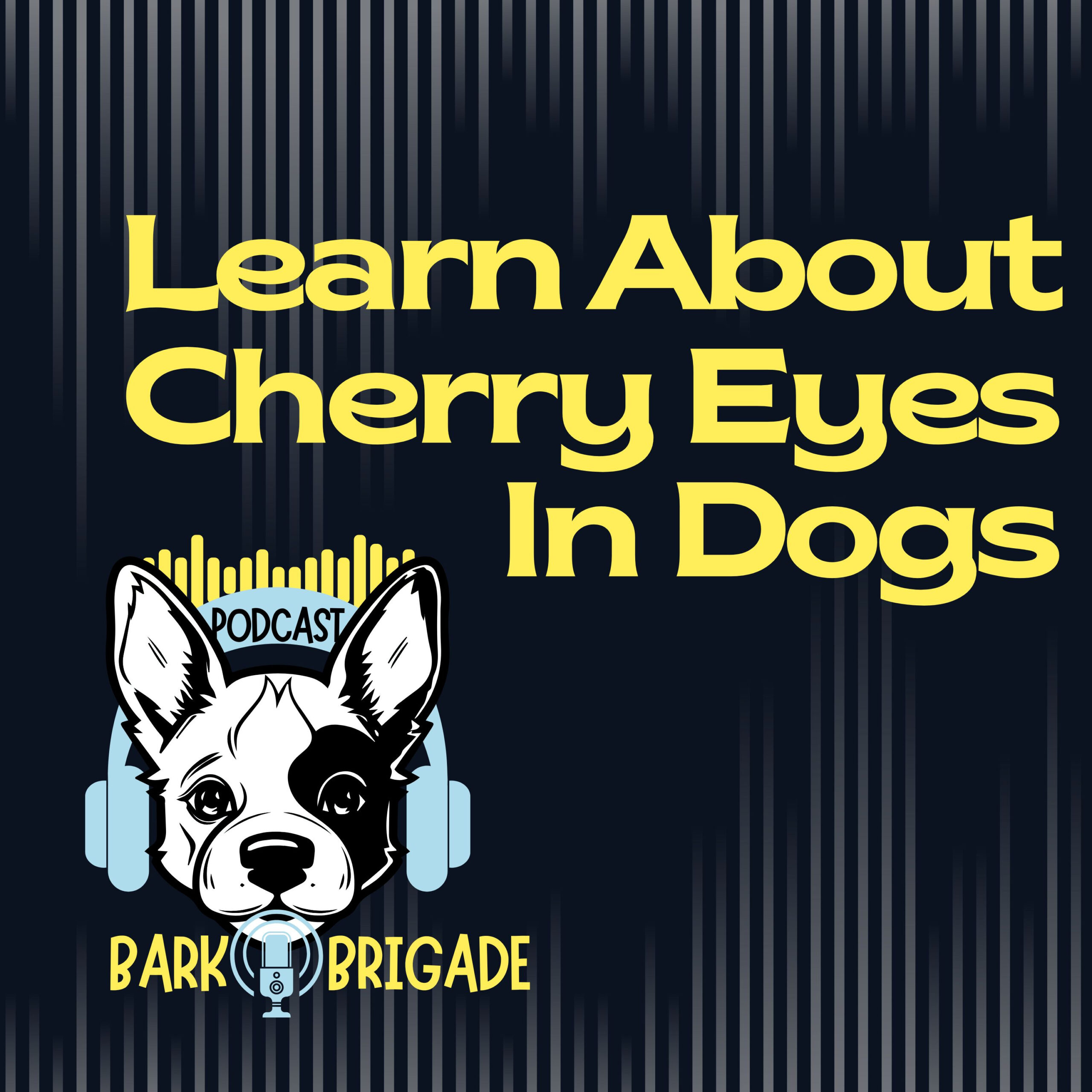 cherry eyes in dogs