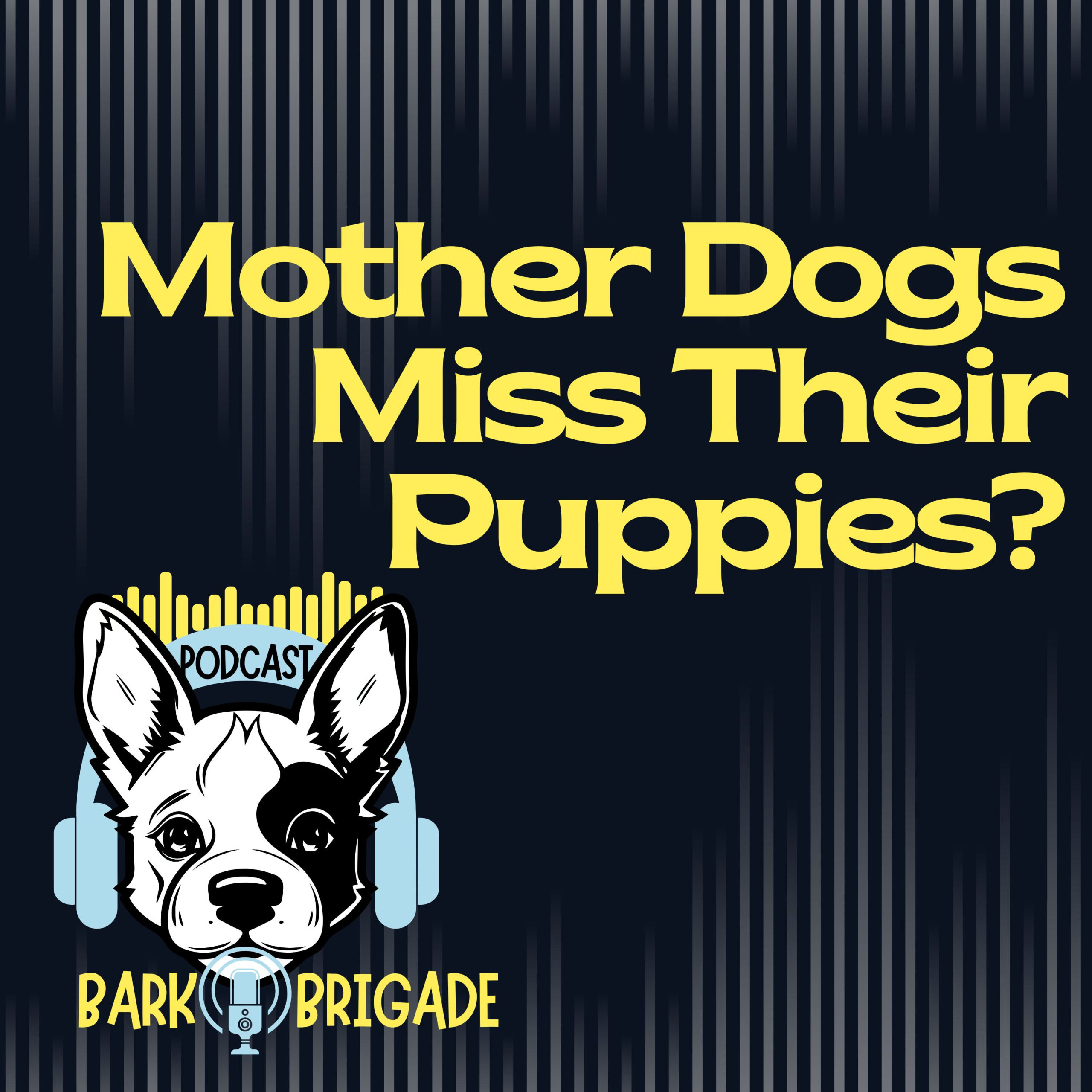 mother dogs miss their puppies after adoption podcast episode
