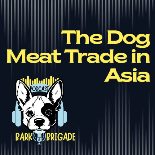 dog meat trade in asia