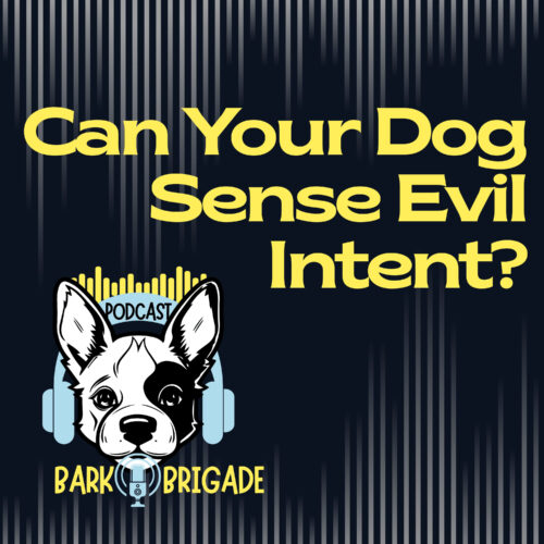 Can Dogs Sense Evil Intent?