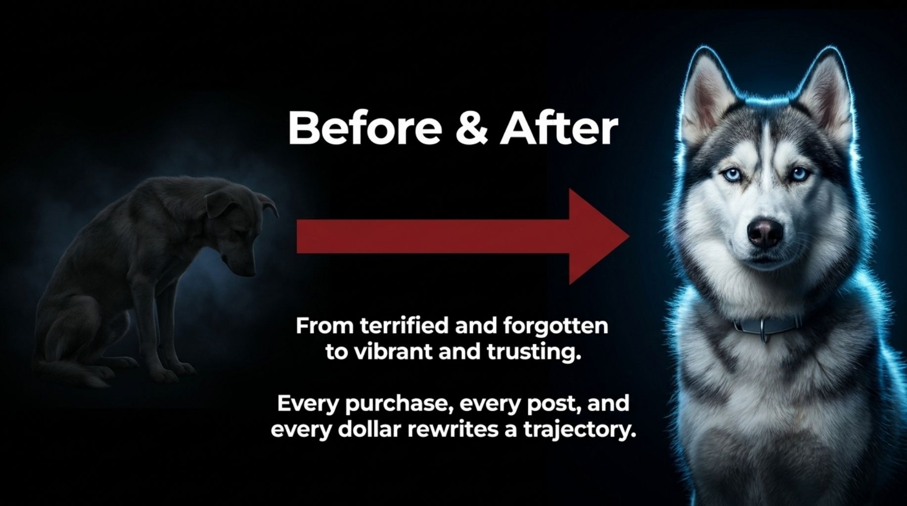 before and after a dog in a shelter