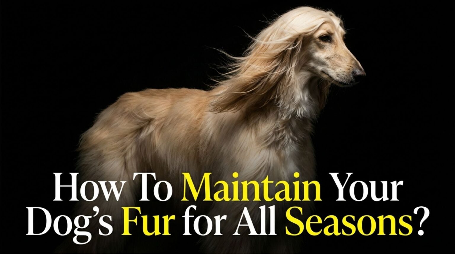 How To Maintain Your Dog’s Fur for All Seasons