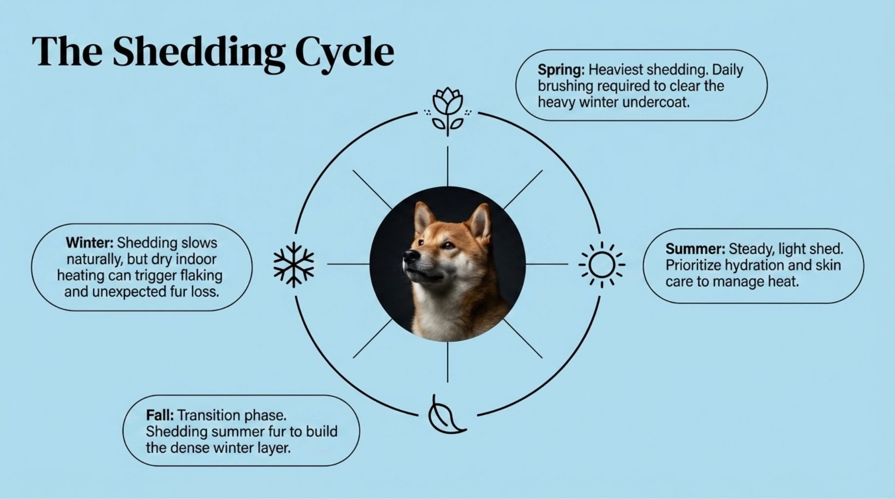 dog shedding cycle