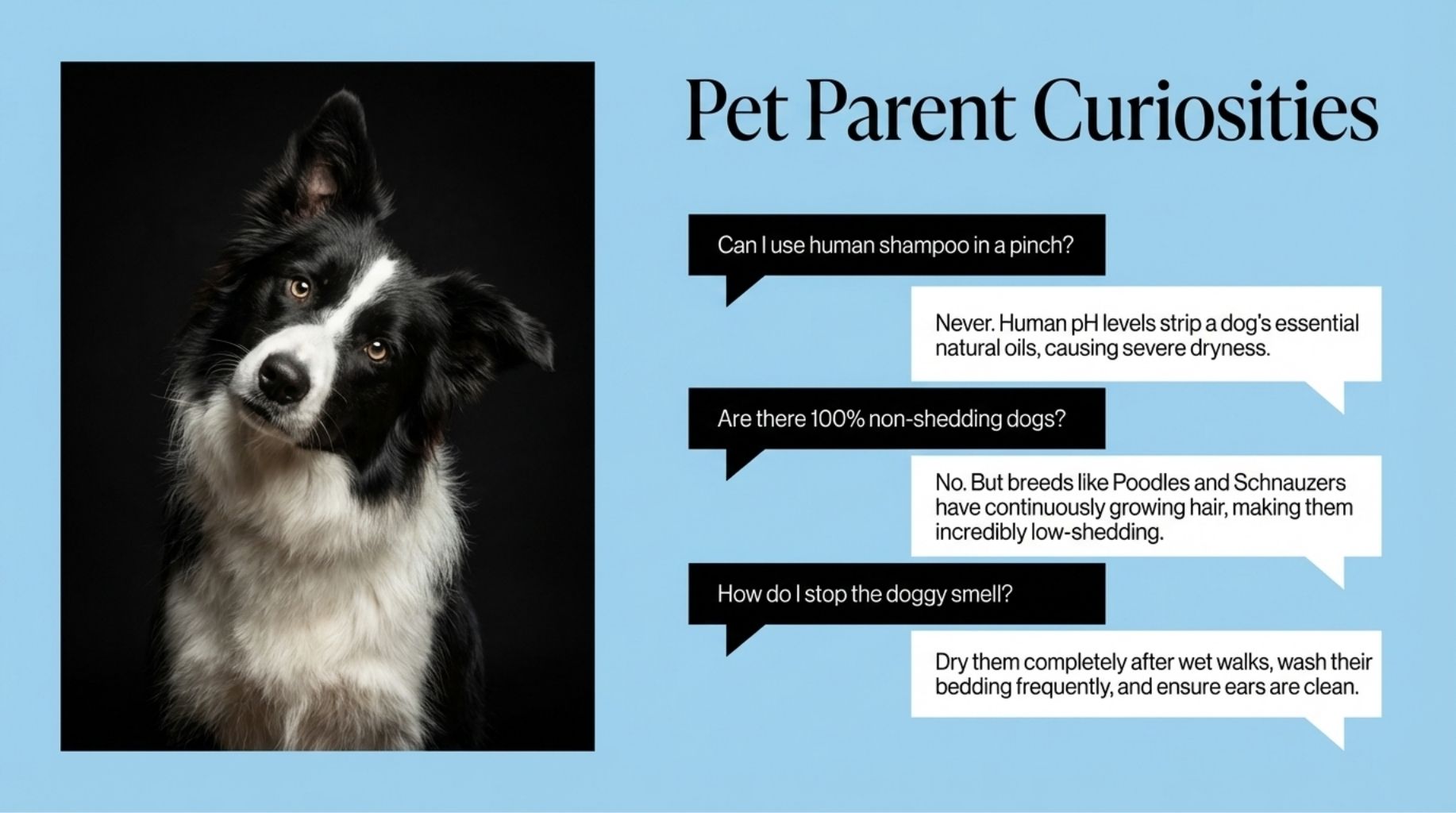 Pet parent curiosities