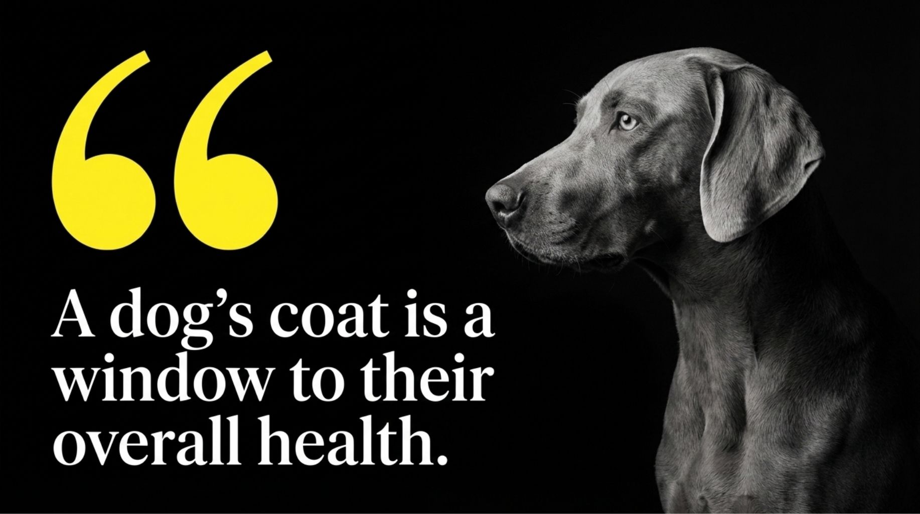 cool quote about dog grooming
