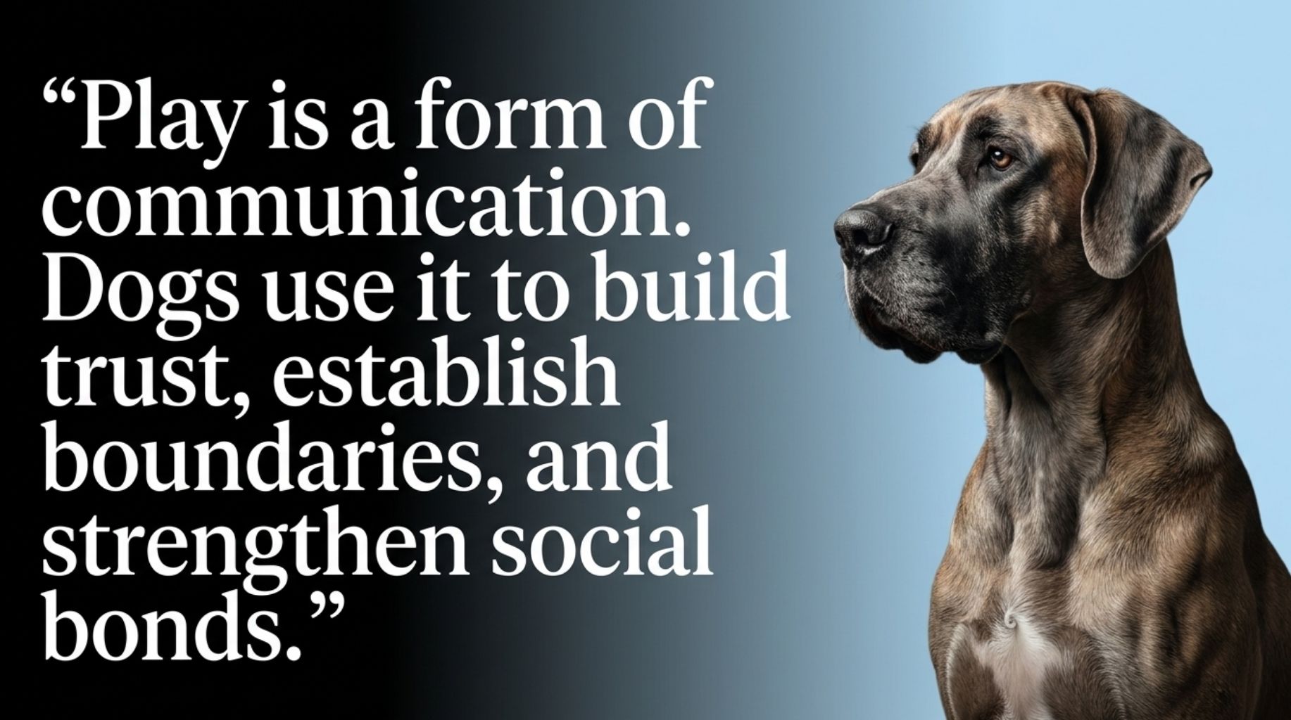 quote about are dogs playing or fighting