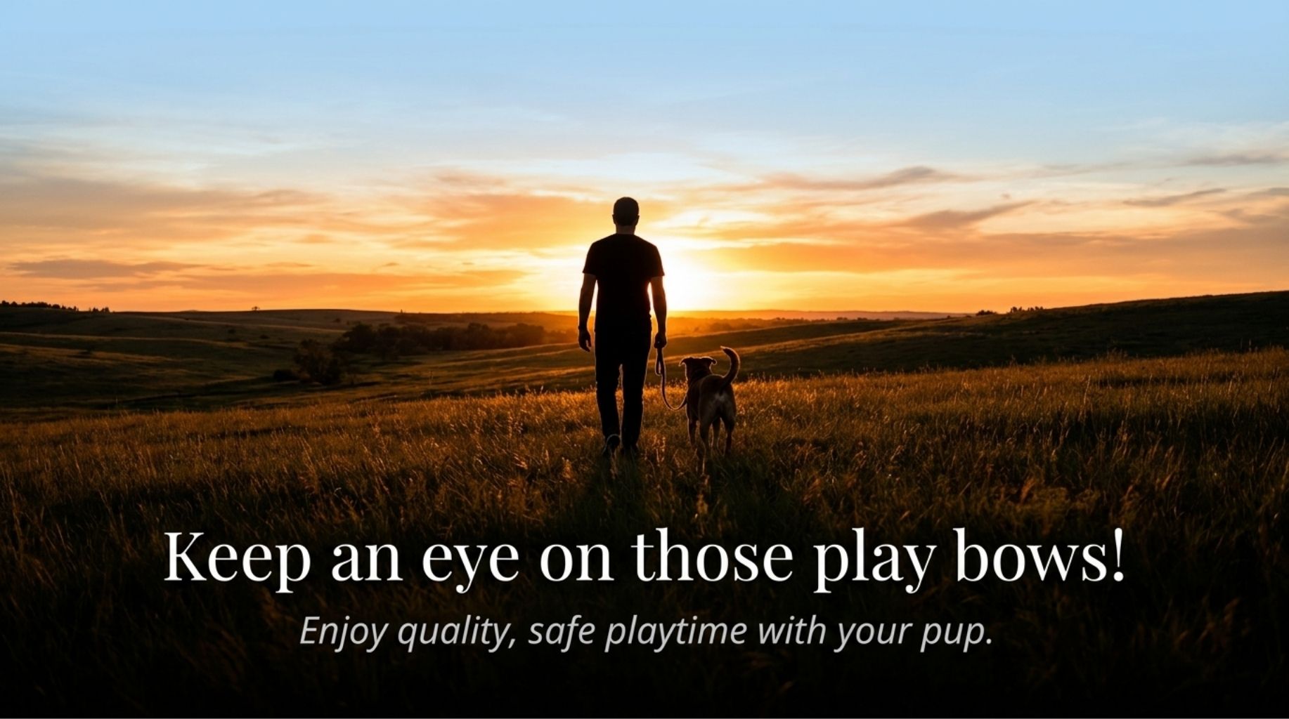 are dogs playing or fighting