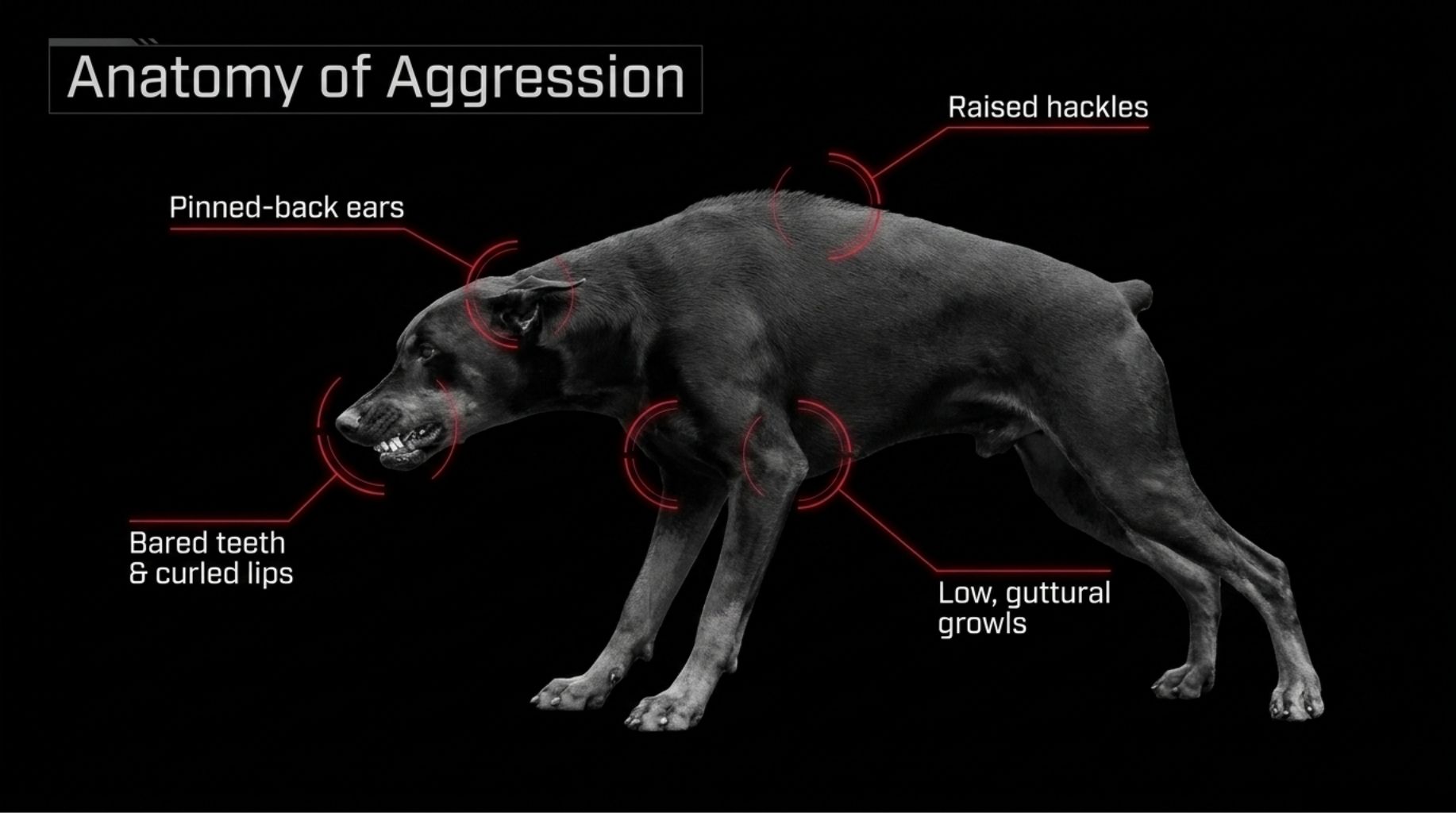 how does aggressive dog looks