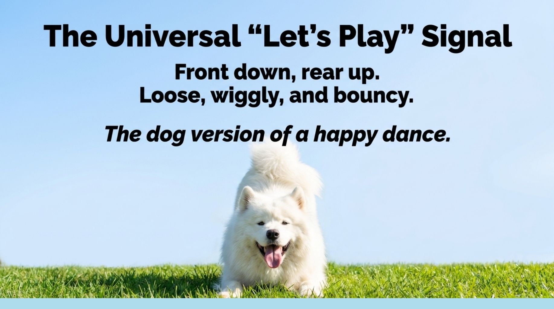 How To Know for Sure if Dogs Are Playing Silly or Actually Fighting?