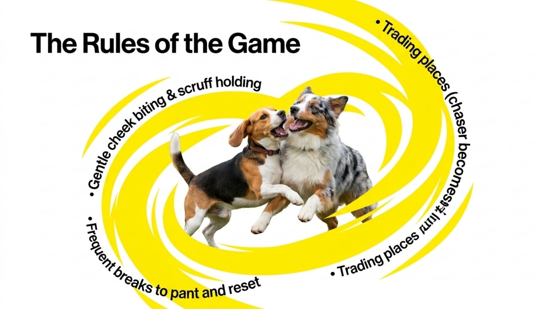 How To Know for Sure if Dogs Are Playing Silly or Actually Fighting?