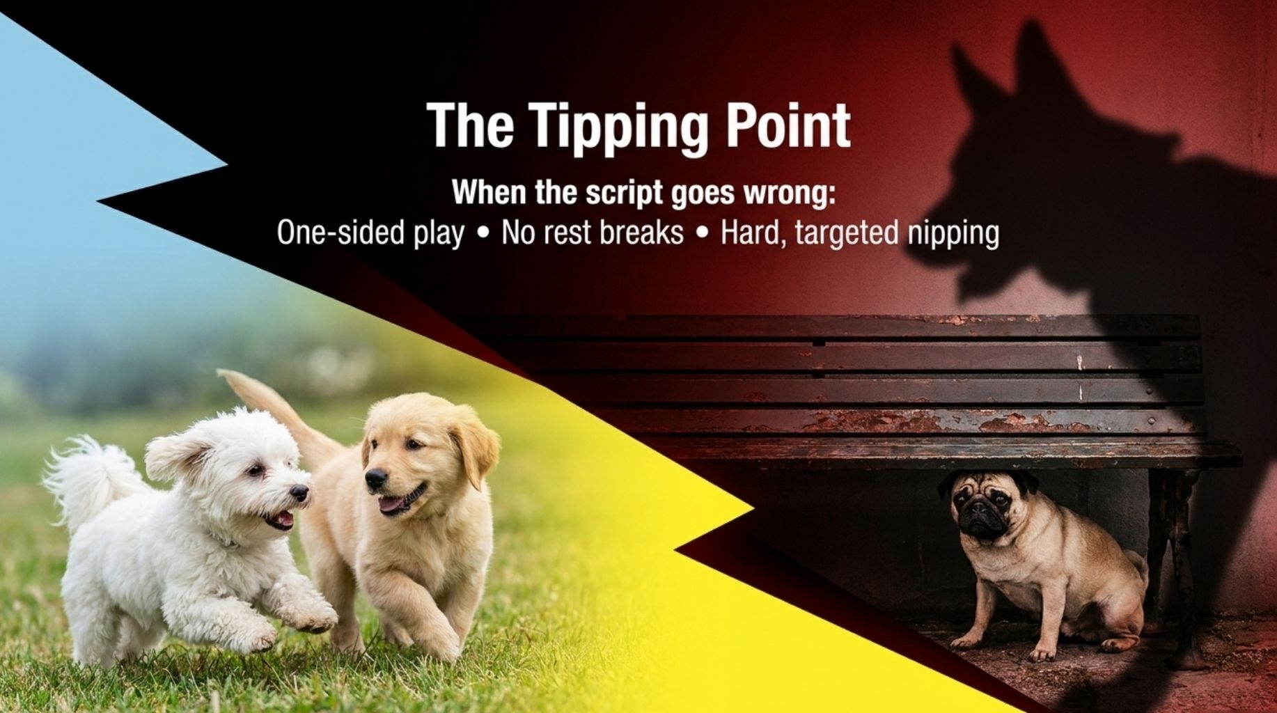 How To Know for Sure if Dogs Are Playing Silly or Actually Fighting?