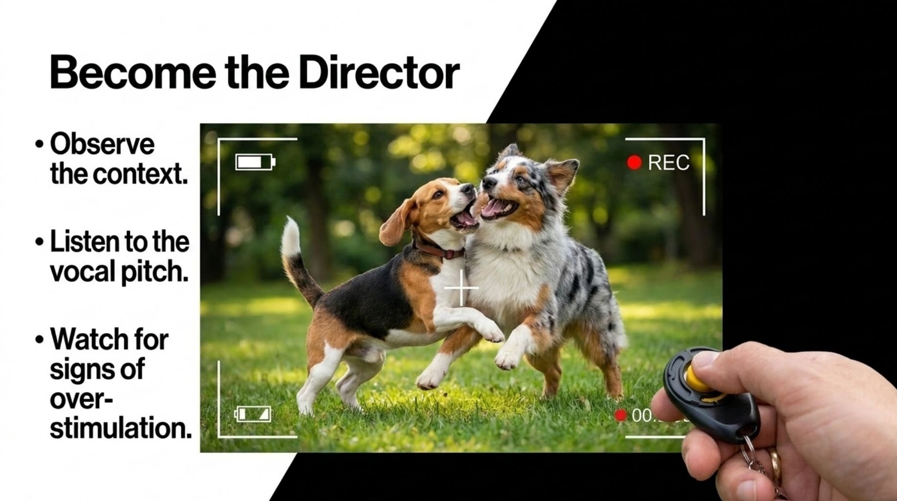 Always observe the dogs