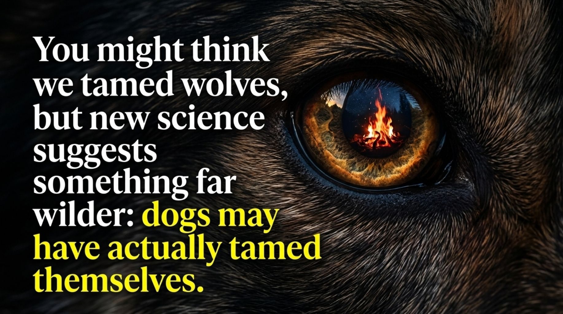 “You might think we tamed wolves, but new science suggests something far wilder: dogs may have actually tamed themselves”.