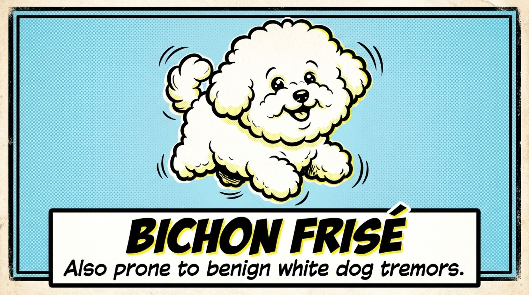Bichon Frise