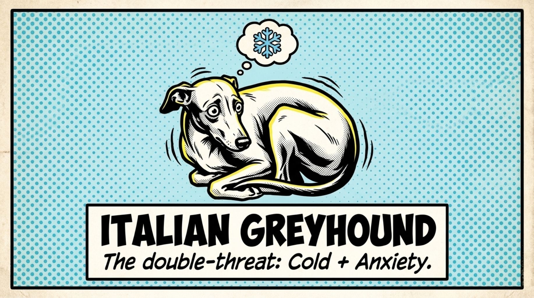 Italian Greyhound