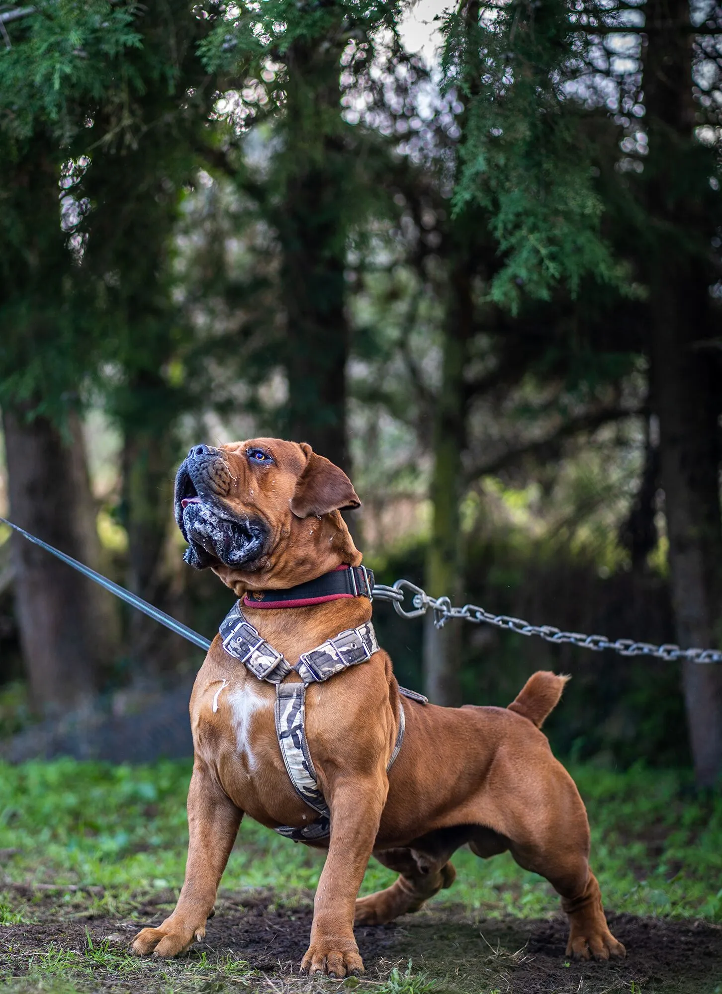 Why The Boerboel is Becoming a Top Family Protection Dog?