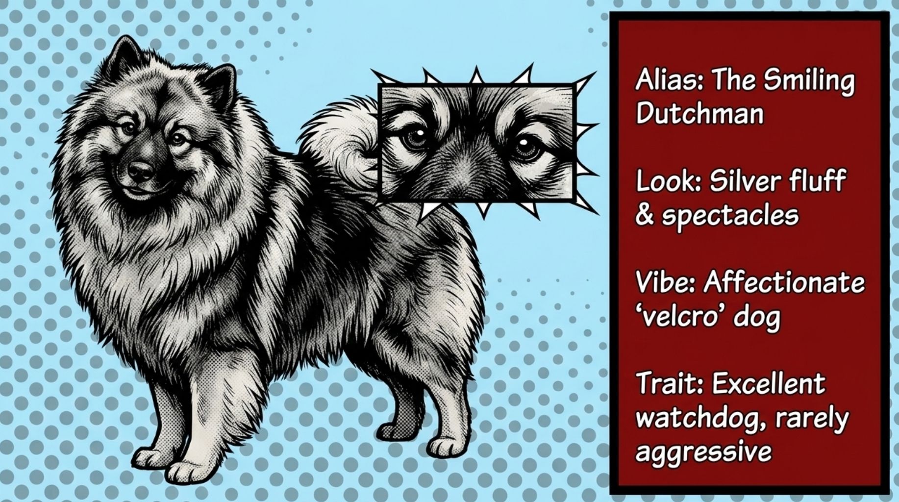 The Keeshond