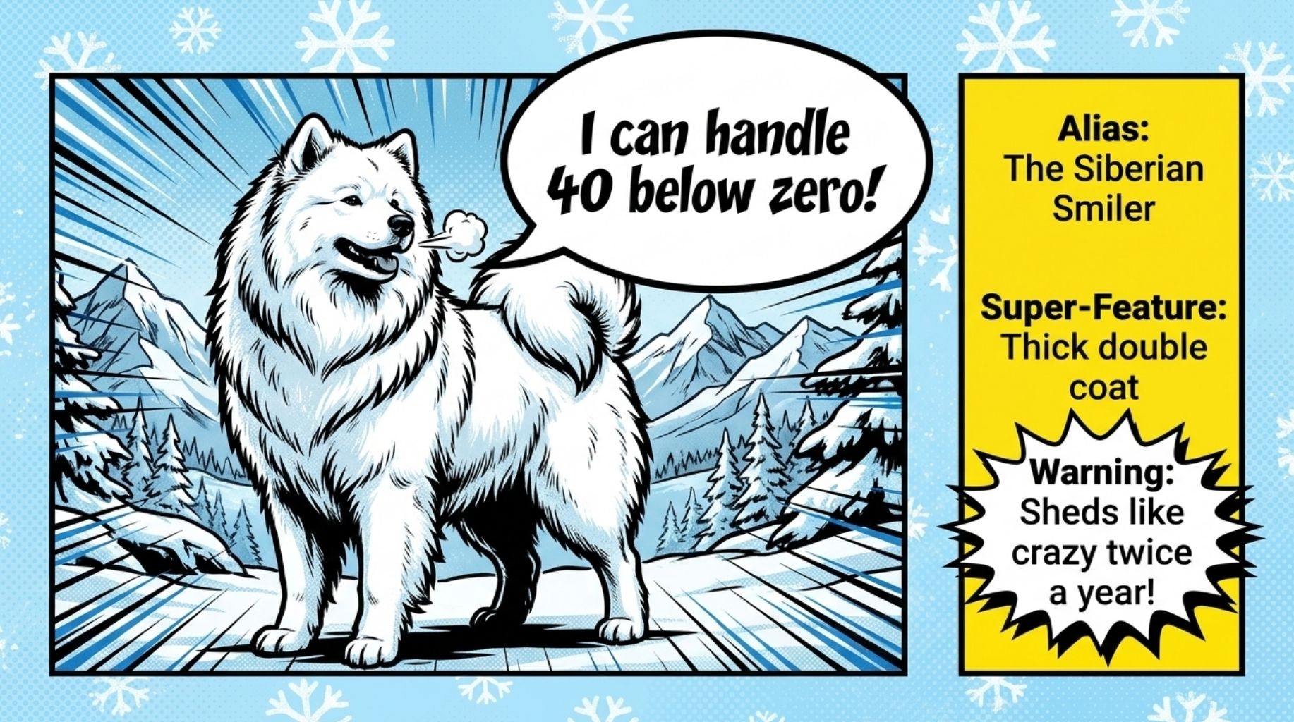 The Samoyed dog