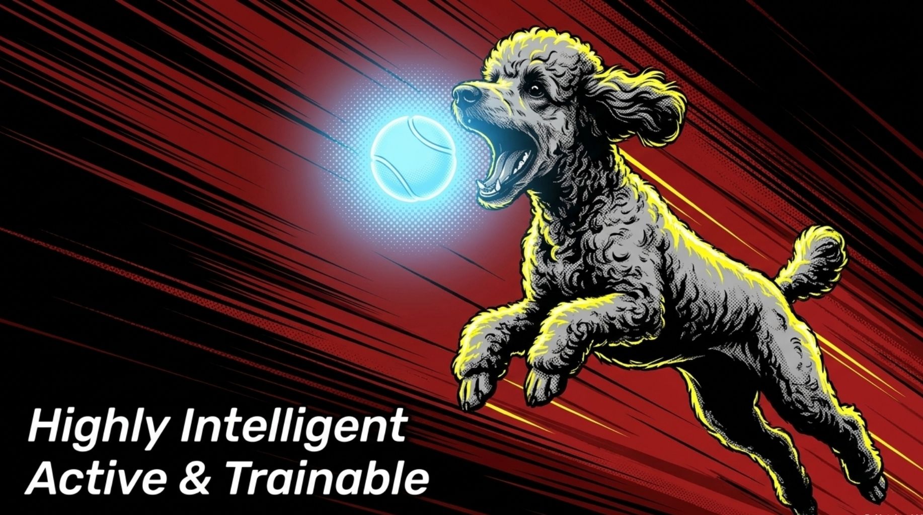 tine dog breeds like toy Poodle love to play with tennis balls