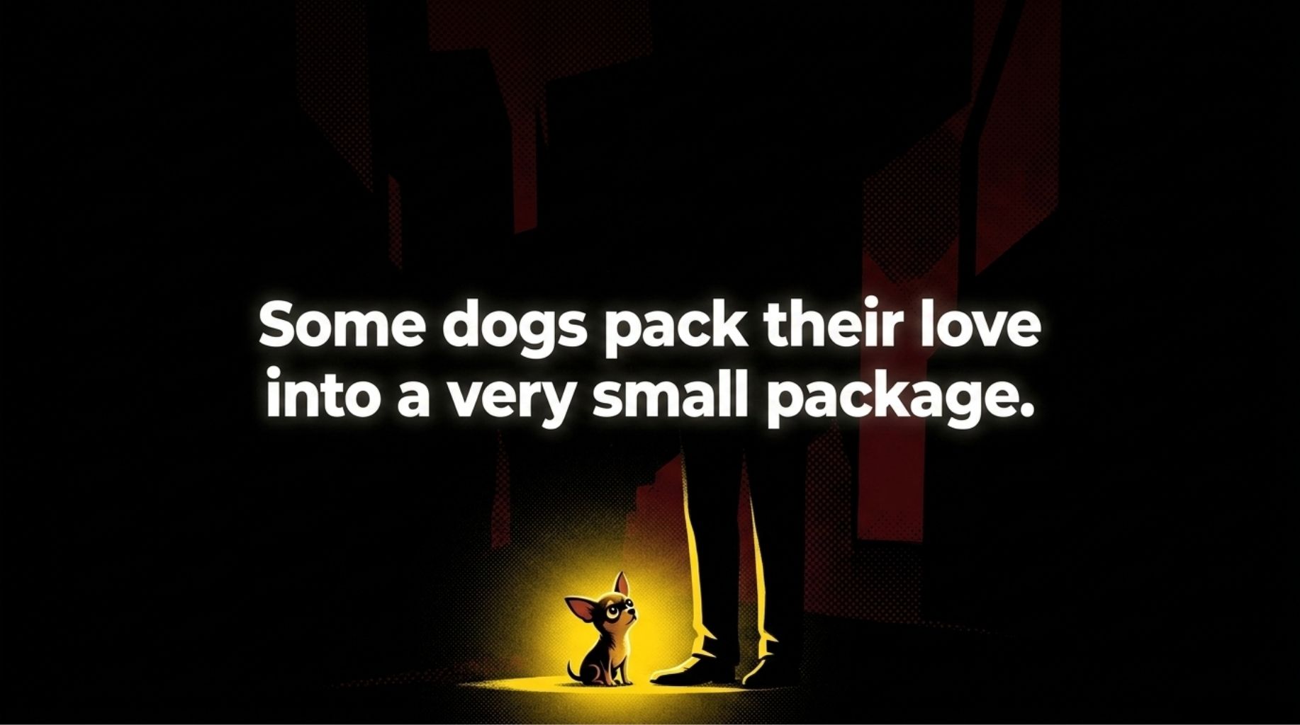 toy dogs are full with love