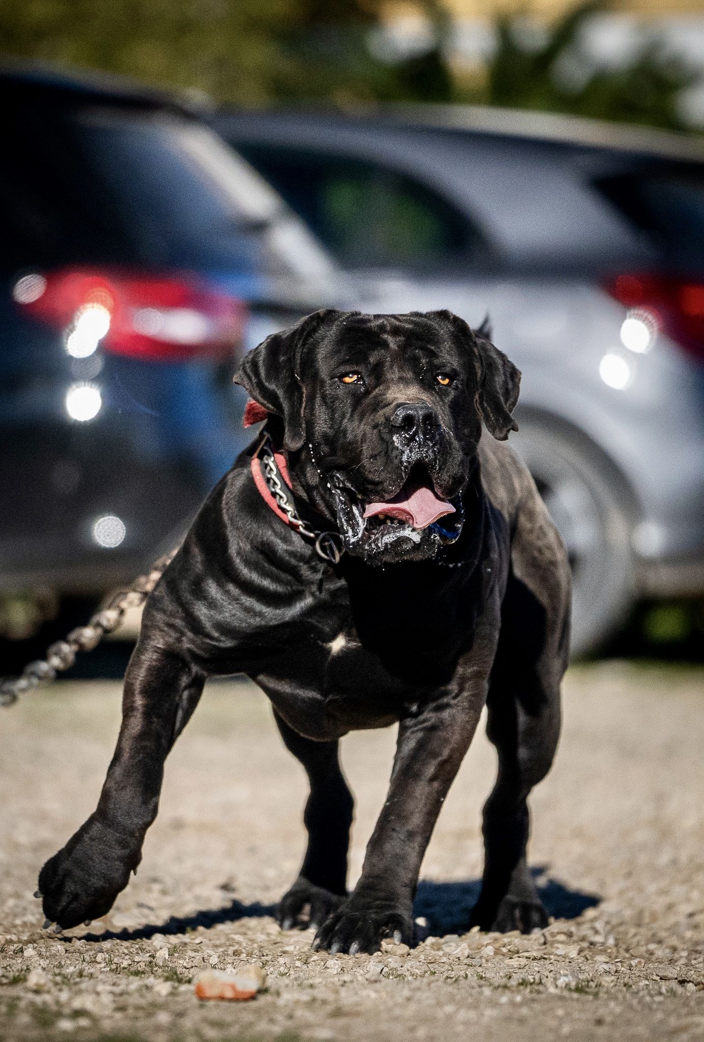 Why The Boerboel is Becoming a Top Family Protection Dog?