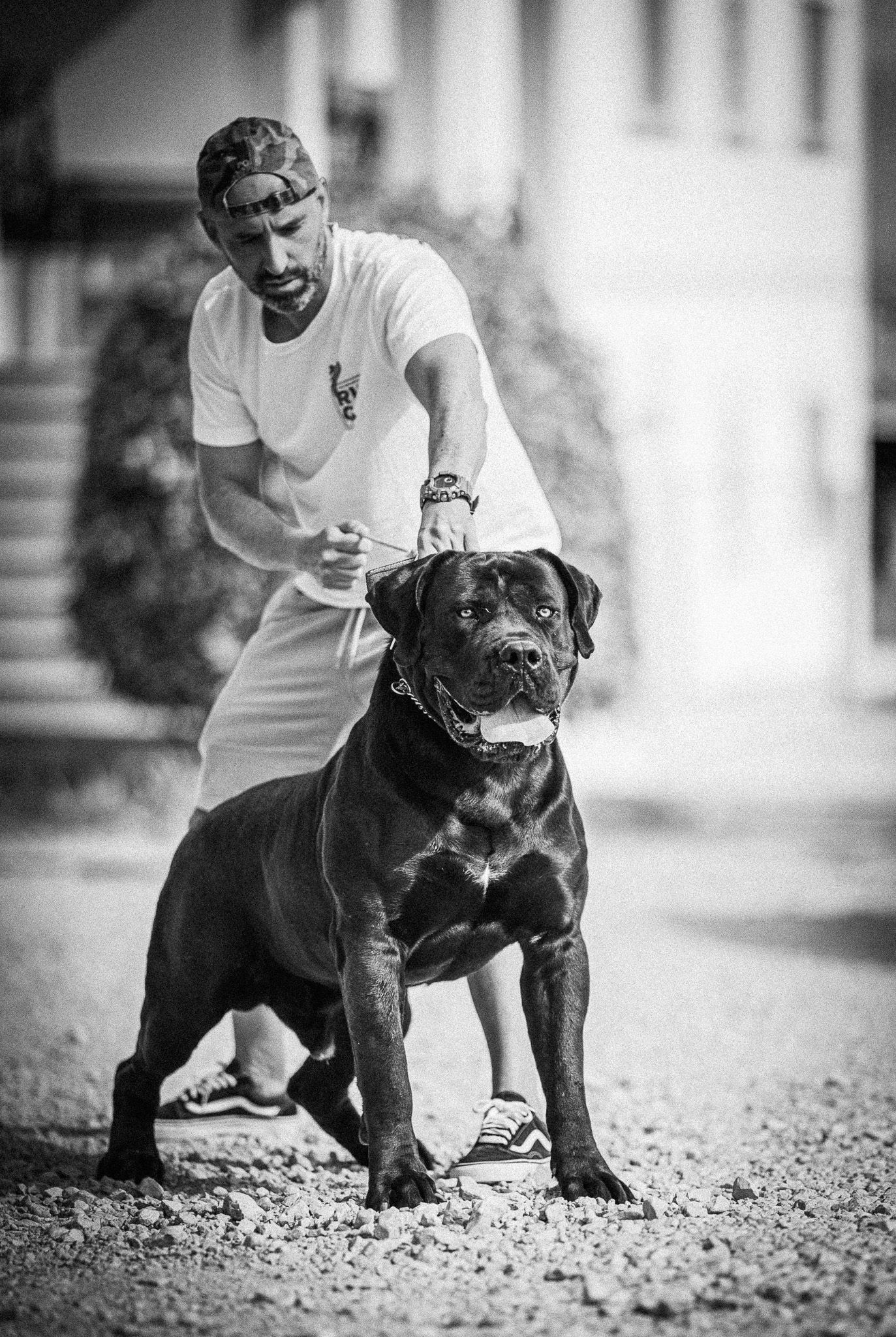 Why The Boerboel is Becoming a Top Family Protection Dog?