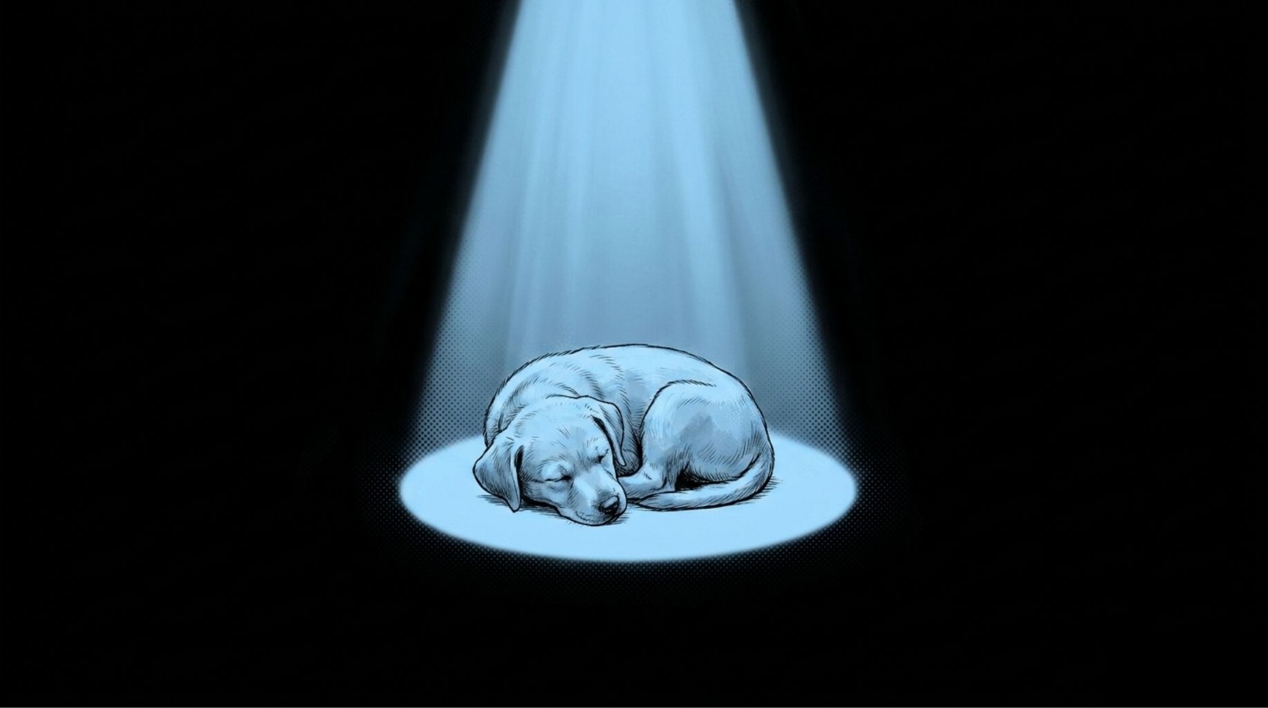 cute dog asleep