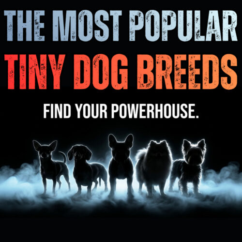 Bark Brigade Podcast