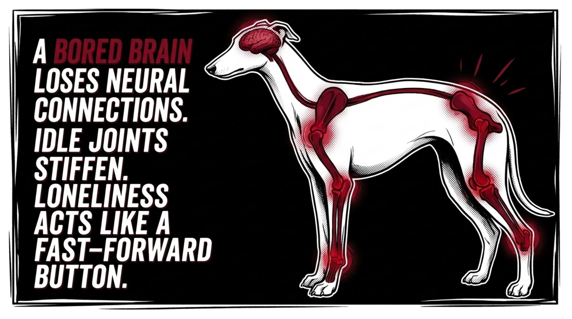 bored dog brain lose neural connections that make dogs to grow older without play